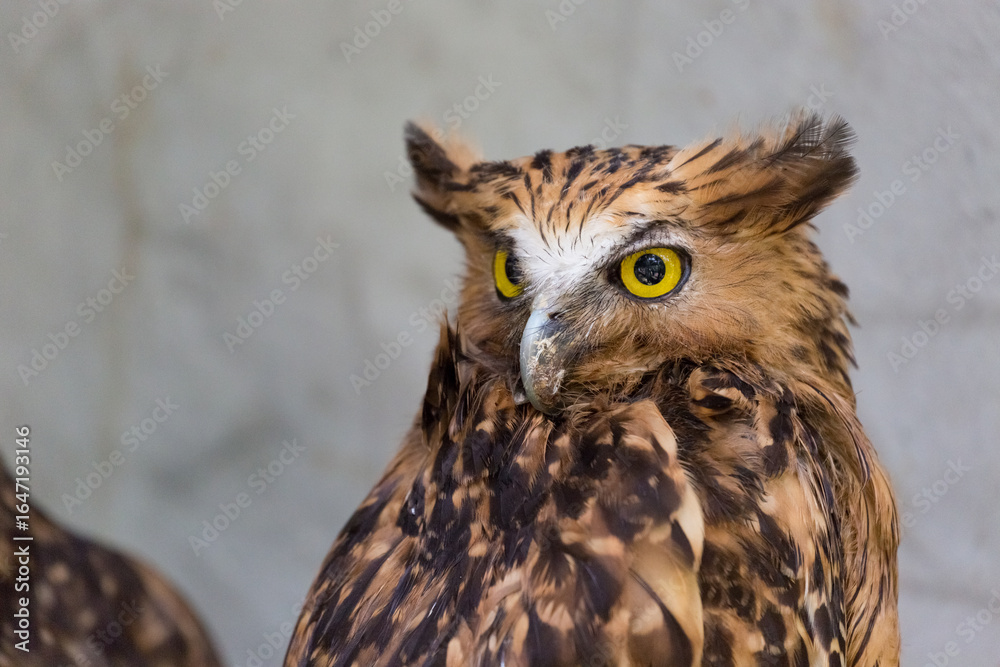 Obraz premium The barred eagle-owl (Ketupa sumatrana), also called the Malay eagle-owl