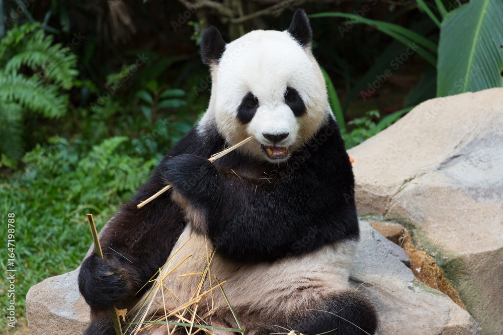 Fototapeta premium A giant panda (Ailuropoda melanoleuca) sits and bites bamboo.