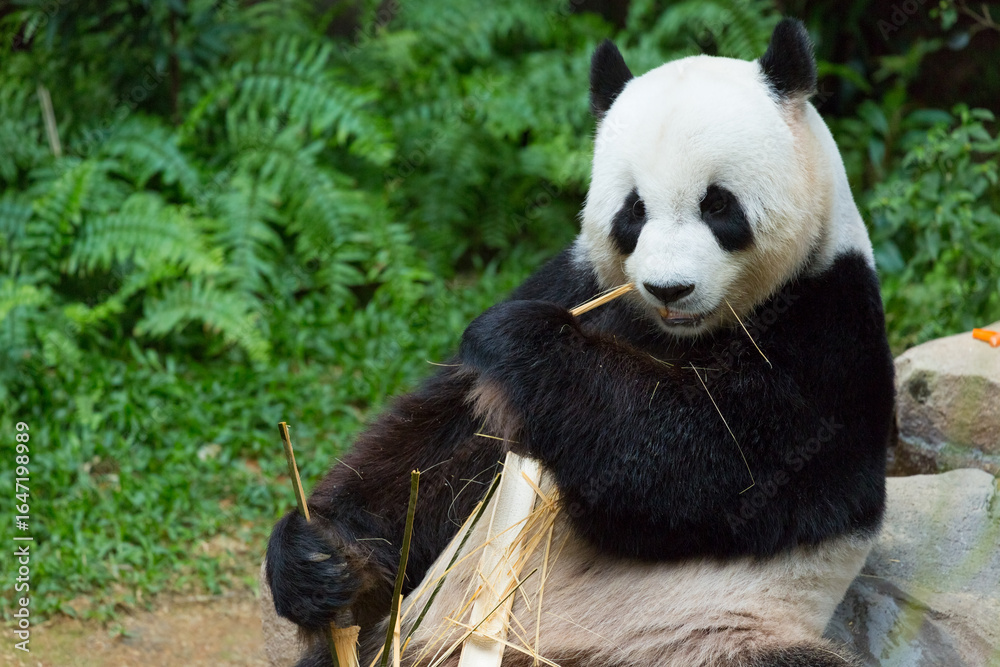 Fototapeta premium Panda, Eating bamboo ,Animal