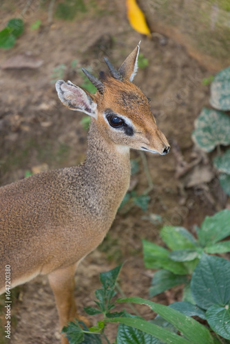 Fotografía Portrait of a male Kirk's dik-dik (Madoqua kirkii).
