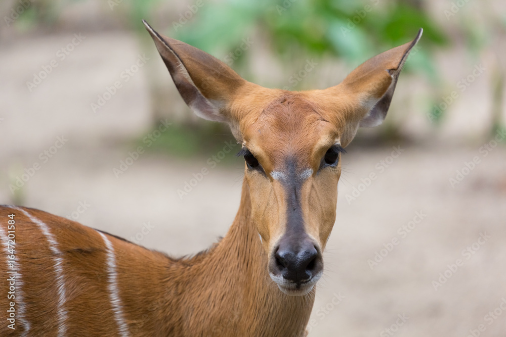 Obraz premium A close-up of a female nyala (Tragelaphus angasii)