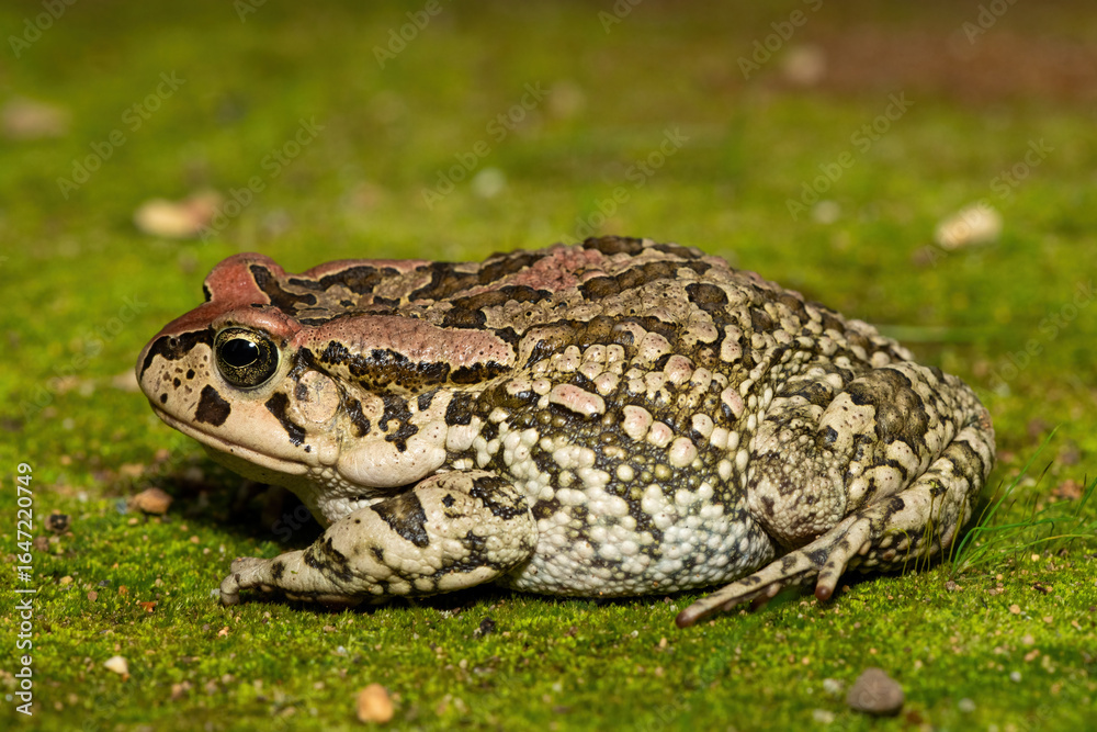 Fototapeta premium Raucous Toad (Sclerophrys capensis), also known as a Ranger’s toad, on Mossy Ground – African Amphibian Close-Up