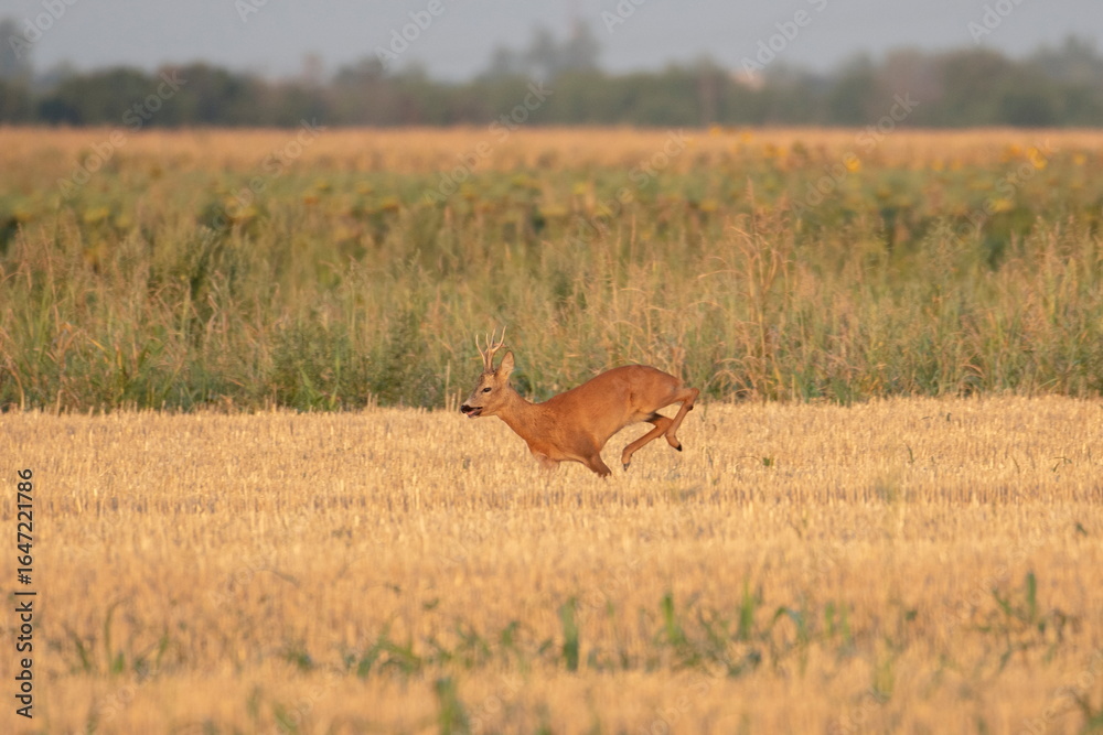 Photo of a beautiful roe deer in mating season Photo of a beautiful roe deer in mating season