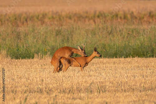 Photo of a beautiful roe deer in mating season	