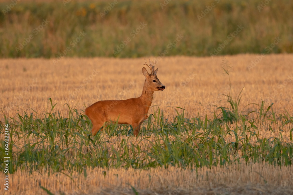 Fototapeta premium Photo of a beautiful roe deer in mating season 