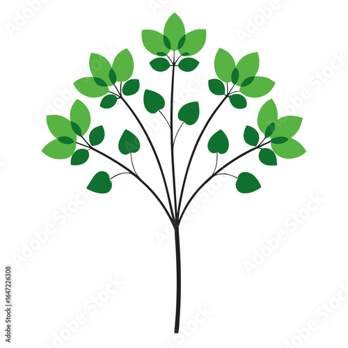  thalictrum tuberosum clone vector  on white background