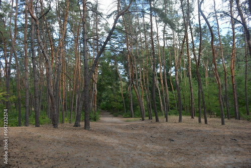 Beautiful bright nature of pine forest with trodden paths, sand road in summer heat in Dnipro city, Ukraine. Many old pine trees, old bark, green long needles grow densely against of blue sky.