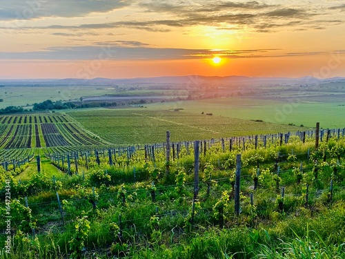 Cuadro en lienzo beautiful sunset over the Tokaj vineyards, Hungary