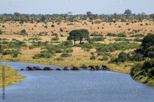 Tableau sur toile Elephants crossing a river in Kruger National Park
