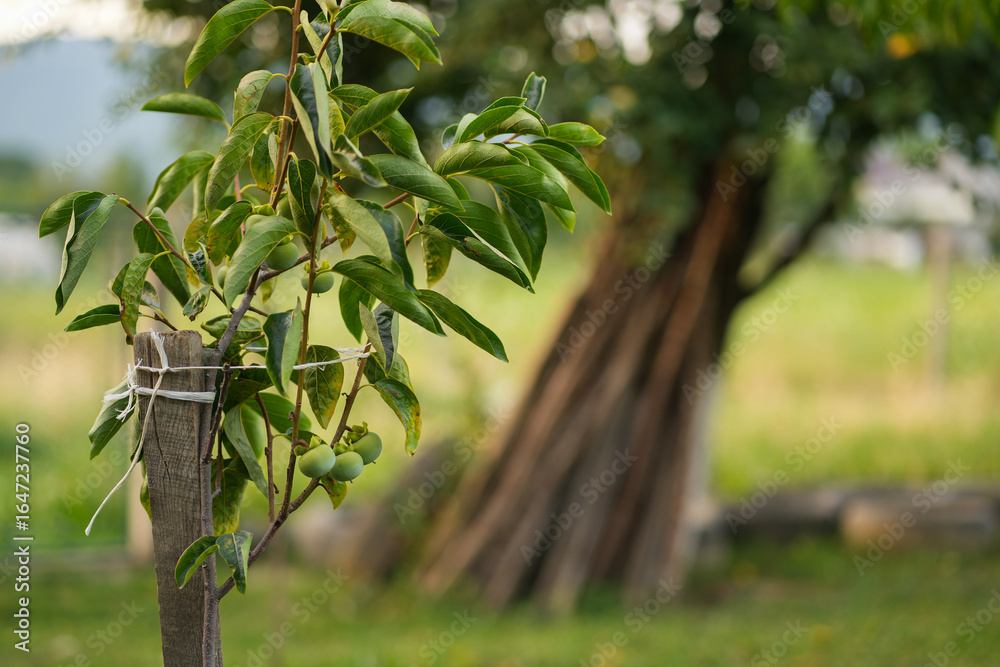 Obraz premium Unripe persimmons growing in a home garden in summer