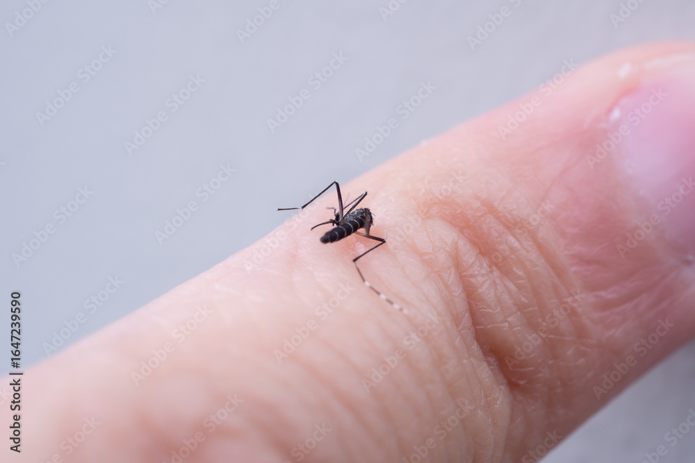 Obraz premium Aedes aegypti mosquitoes on human hand