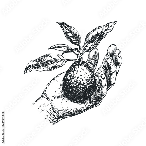 Hand holding a ripe citrus fruit with leaves