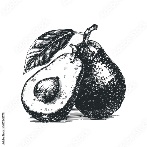 Hand drawn sketch of two ripe avocados, one halved, with a textured leaf