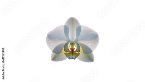 White frangipani and orchid flowers isolated on white background with tropical petals and blossom details