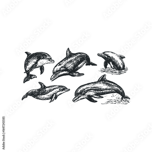 Sketch of five dolphins swimming and breaching in the water