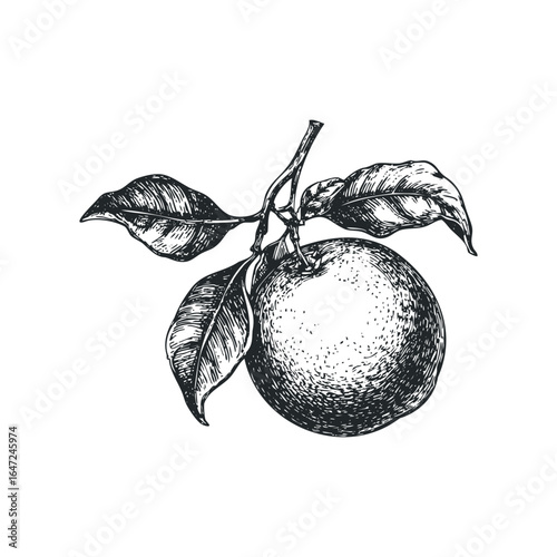 Hand Drawn Orange Fruit with Leaves on Branch