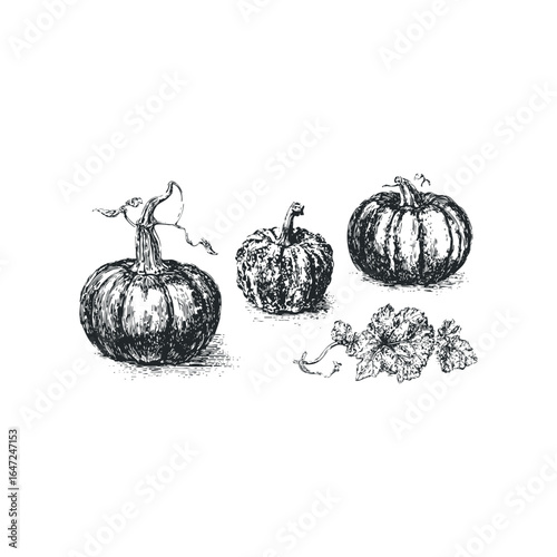 Black and white sketch of three gourds and vine with leaves