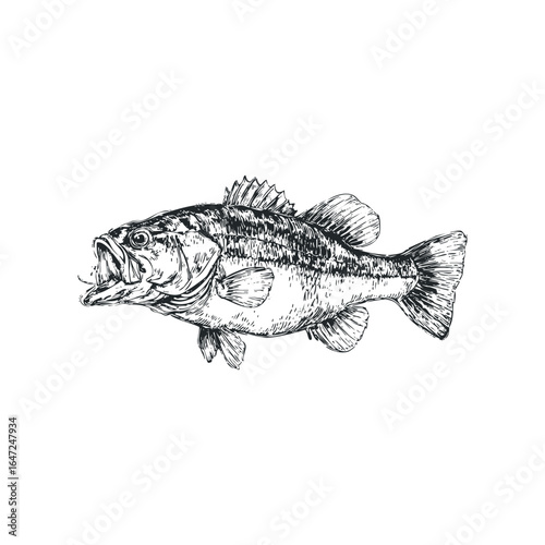 Sketch of Largemouth Bass Fish with Open Mouth and Hook Detail