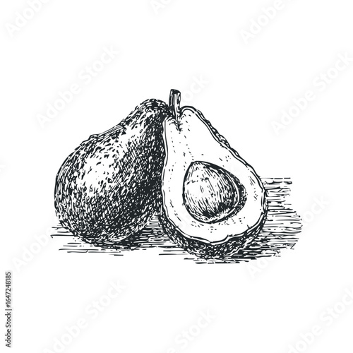 Hand drawn sketch of whole and halved avocado on a white background