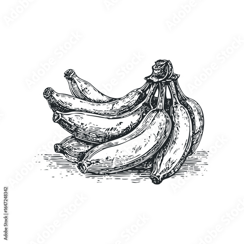 Monochromatic sketch of a bunch of ripe bananas in a linocut style