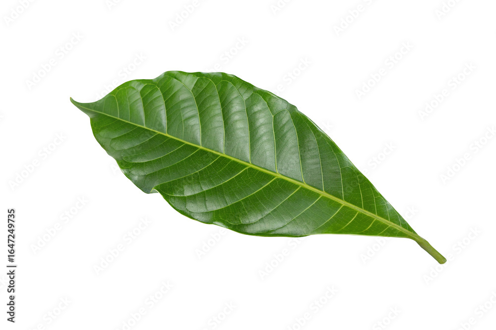 Fototapeta premium Single green leaf isolated on a white background displaying detailed vein structure for botanical study