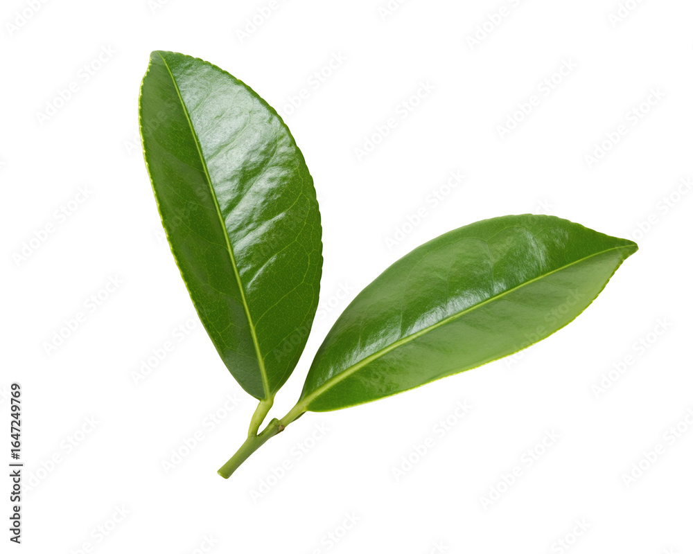 Obraz premium Green leaf on white background isolated for natural botanical concept and organic decor design use