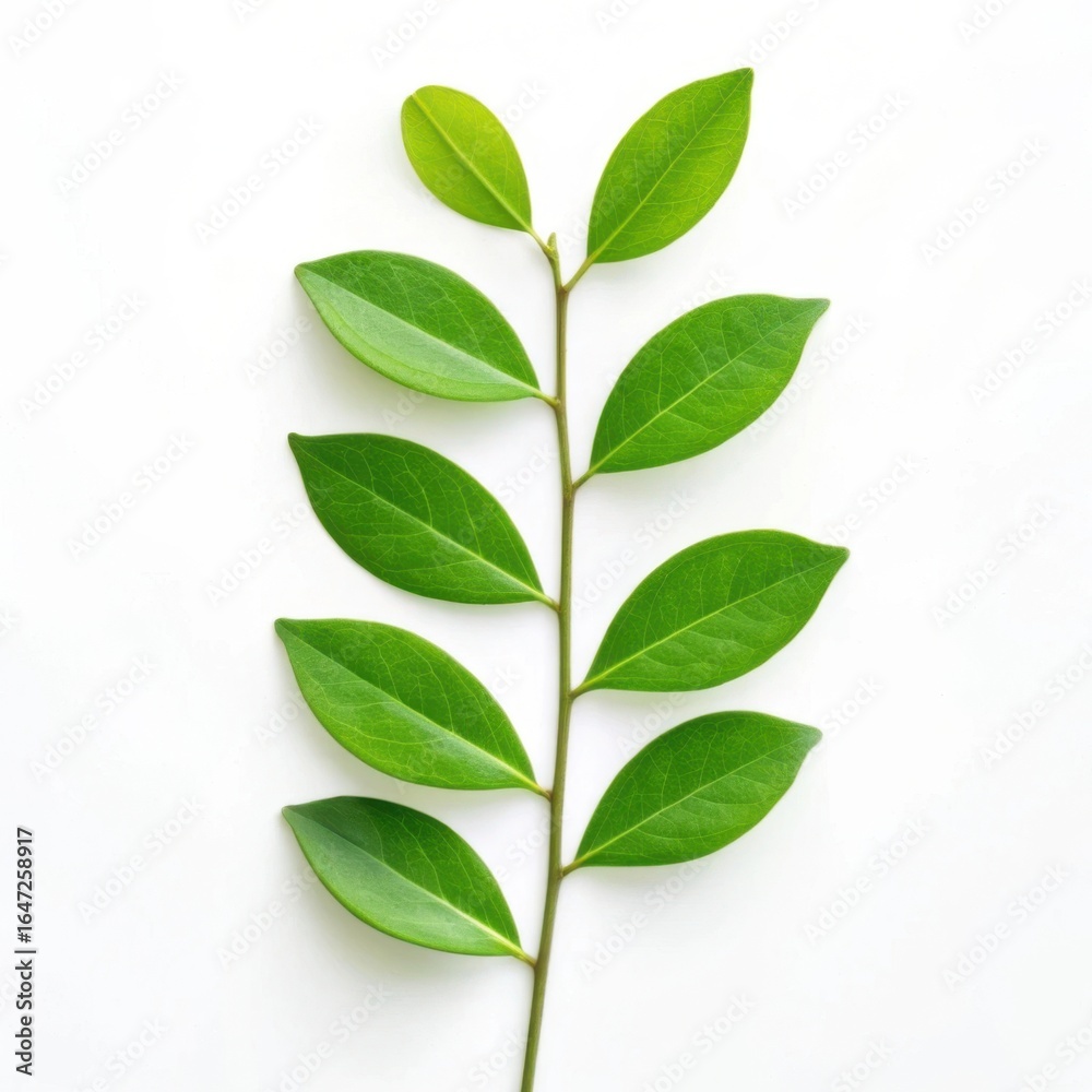 Fototapeta premium A delicate green leafy branch against a clean white background