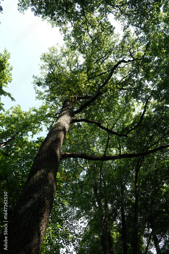 Fototapeta premium A tall tree with green leaves is in the middle of a forest