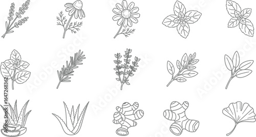 Hand drawn vector sketch of various herbs and spices, including lavender, chamomile, basil, mint, sage, rosemary, aloe, ginger, and ginkgo