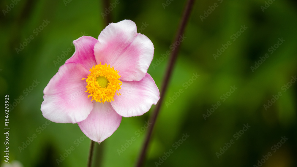 Fototapeta premium Blossom 2