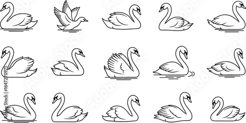 Collection of handdrawn swan illustrations set of vintage wildlife animals in sketch style for graphic design elements and decorative purposes