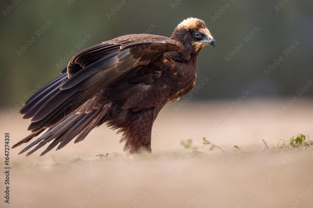 Fototapeta premium Western Marsh Harrier portrait