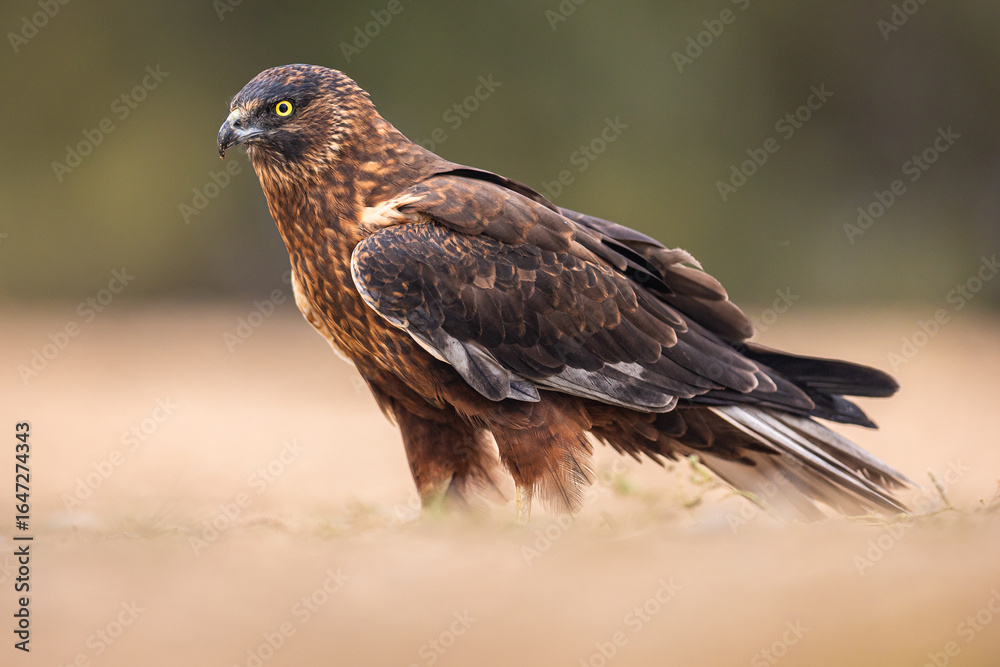 Fototapeta premium Melanistic Western Marsh Harrier portrait