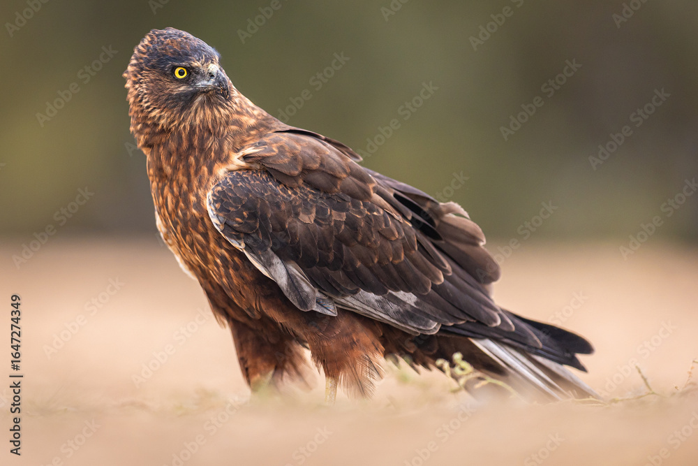 Fototapeta premium Melanistic Western Marsh Harrier portrait