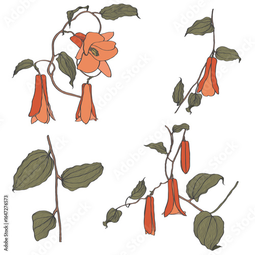 Lapageria simple colored flowers. Vector illustration of line tropical Lapageria flowers with stem and leaves isolated on white background.