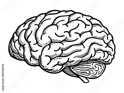 Vintage engraved illustration isolated on white background - Human brain (cerebrum)

