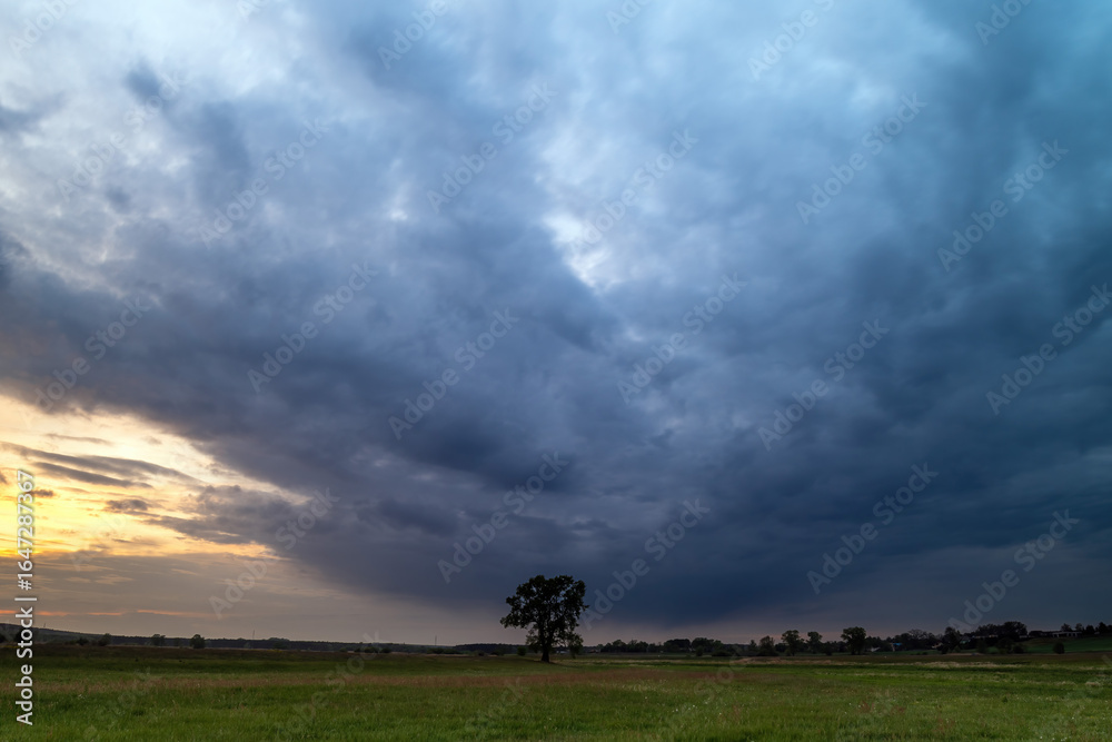 Fototapeta premium Landscape in the park. Old trees.
