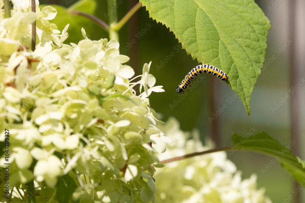 Fototapeta premium Caterpillar (Cucullia lactucae) on a hydrangea leaf