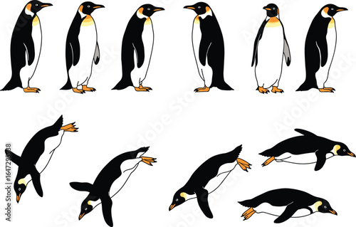 A set of emperor penguins in various poses, including standing and swimming, in a detailed, clean vector illustration.
