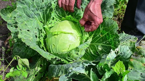 An elderly gardener is harvesting fresh cabbages in his garden.
