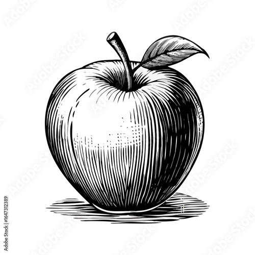 Detailed black and white drawing of an apple.
