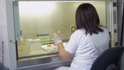 A microbiologist testing culture specimens for tuberculosis disease