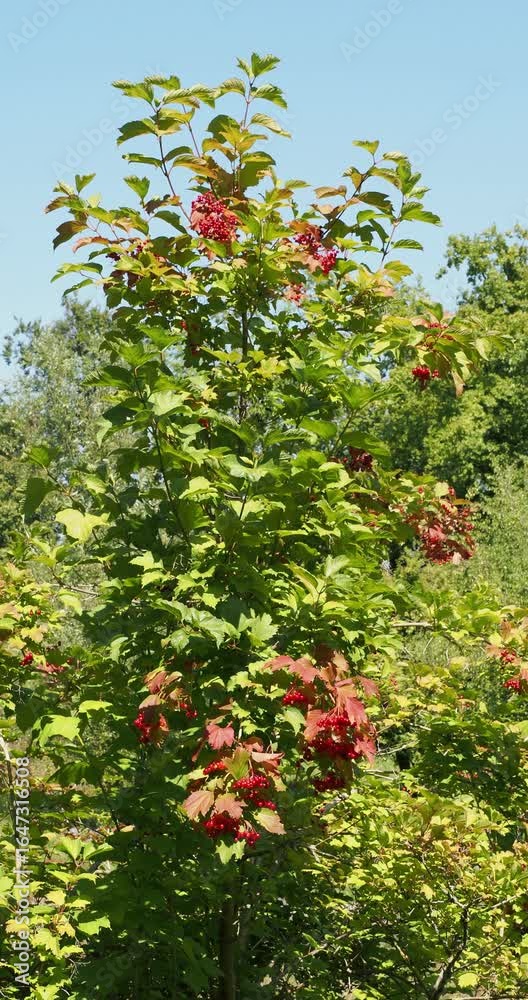 (Viburnum opulus) A Flamboyant upright guelder rose tree brightens a garden hedge with vibrant clusters of red berries in a dense three-lobed foliage, green and tinged with red
(Viburnum opulus) A Flamboyant upright guelder rose tree brightens a garden hedge with vibrant clusters of red berries in a dense three-lobed foliage, green and tinged with red