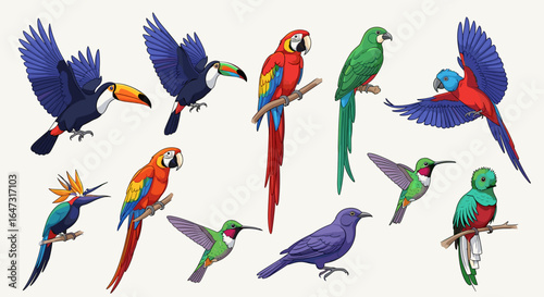Illustration of various colorful tropical birds including toucans macaws hummingbirds and a quetzal bird