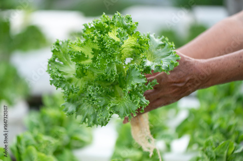 farmer picks lettuce from the vegetable garden. fresh lettuce grown in organic farming.