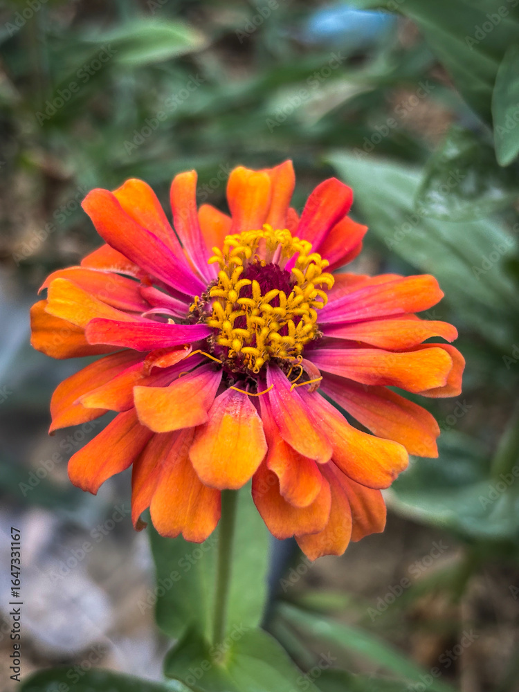 Close-Up of a Vibrant Orange Zinnia Flower in Full Bloom Close-Up of a Vibrant Orange Zinnia Flower in Full Bloom