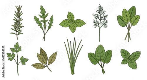 A beautiful assortment of fresh culinary herbs offering a symphony of flavors and aromas for your kitchen