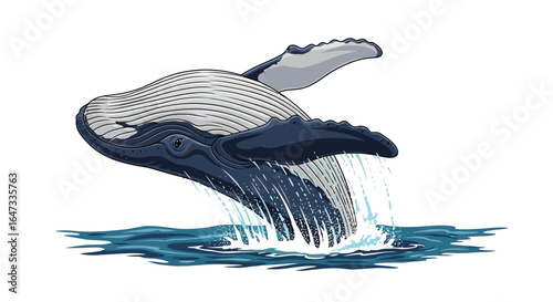 majestic humpback whale breaching dynamic illustration for ocean conservation marine life education and travel brochures