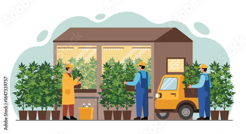 Modern cannabis cultivation process with workers in greenhouse setting