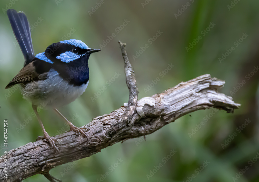 Obraz premium Fairy wren
